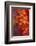 Chrysanthemum-DLILLC-Framed Photographic Print