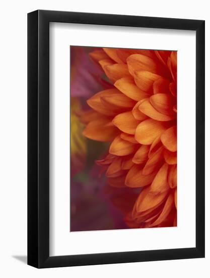 Chrysanthemum-DLILLC-Framed Photographic Print