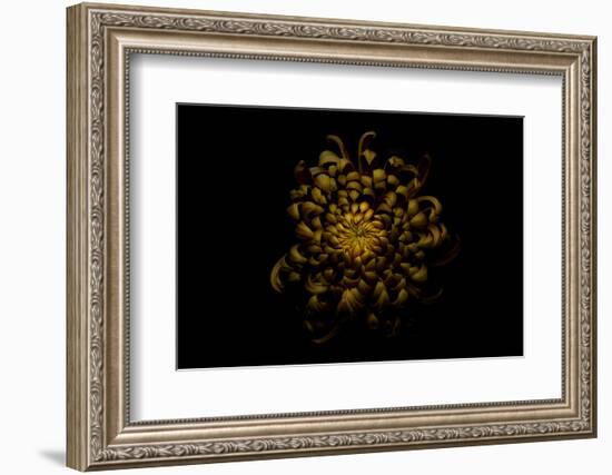 Chrysanthemum-Lotte Grønkjær-Framed Photographic Print