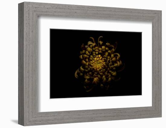 Chrysanthemum-Lotte Grønkjær-Framed Photographic Print