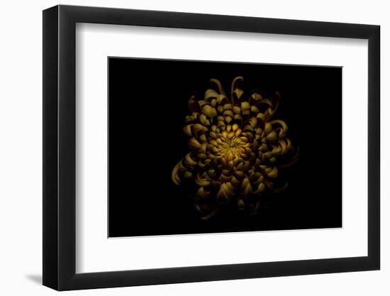 Chrysanthemum-Lotte Grønkjær-Framed Photographic Print