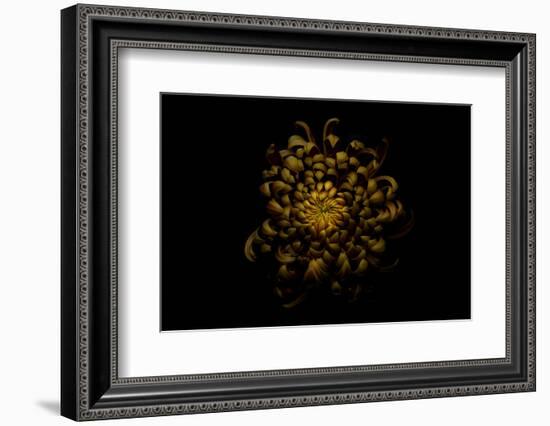 Chrysanthemum-Lotte Grønkjær-Framed Photographic Print