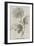 Chrysanthemum-null-Framed Giclee Print