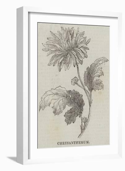 Chrysanthemum-null-Framed Giclee Print