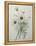 Chrysanthemum-Pierre-Joseph Redoute-Framed Stretched Canvas