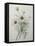 Chrysanthemum-Pierre-Joseph Redoute-Framed Stretched Canvas