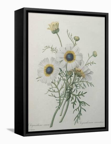 Chrysanthemum-Pierre-Joseph Redoute-Framed Stretched Canvas