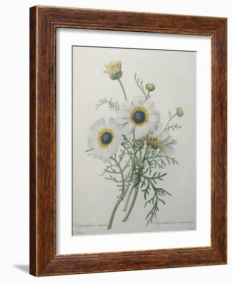 Chrysanthemum-Pierre-Joseph Redoute-Framed Art Print