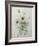 Chrysanthemum-Pierre-Joseph Redoute-Framed Art Print