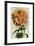 Chrysanthemum-null-Framed Premium Giclee Print