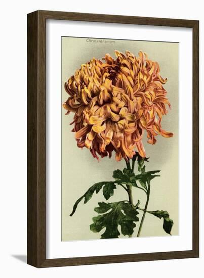 Chrysanthemum-null-Framed Art Print