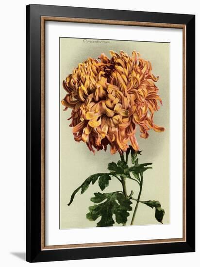 Chrysanthemum-null-Framed Art Print