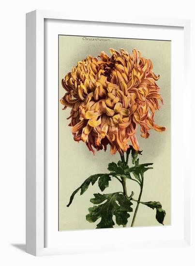 Chrysanthemum-null-Framed Art Print