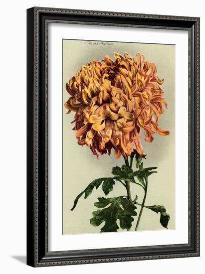 Chrysanthemum-null-Framed Art Print