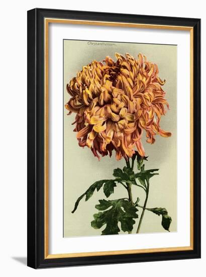 Chrysanthemum-null-Framed Art Print