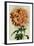 Chrysanthemum-null-Framed Art Print