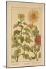 Chrysanthemum-null-Mounted Giclee Print