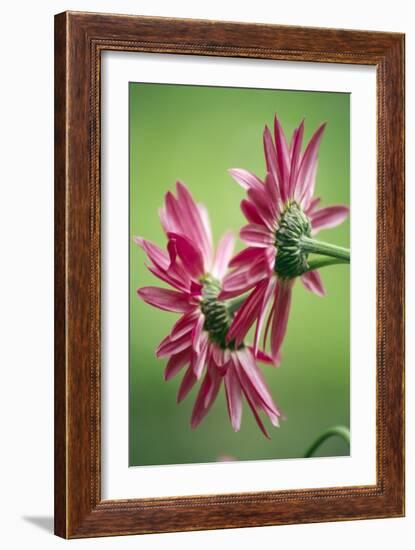 Chrysanthemums (C. Cinerariifolium)-Dr. Nick Kurzenko-Framed Photographic Print