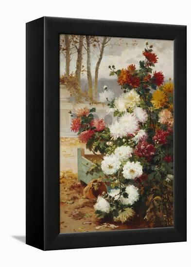 Chrysanthemums in a Walled Garden-Eugene Henri Cauchois-Framed Premier Image Canvas