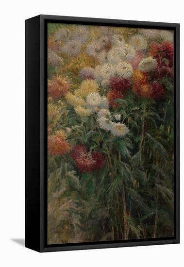 Chrysanthemums in the Garden at Petit-Gennevilliers, 1893-Gustave Caillebotte-Framed Premier Image Canvas