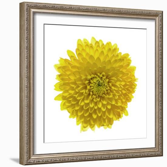 Chrysanthemums or Mums on a white background-Panoramic Images-Framed Photographic Print