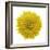 Chrysanthemums or Mums on a white background-Panoramic Images-Framed Photographic Print