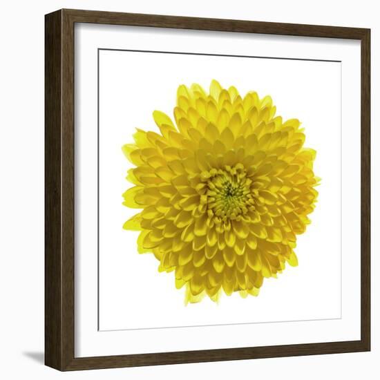 Chrysanthemums or Mums on a white background-Panoramic Images-Framed Photographic Print