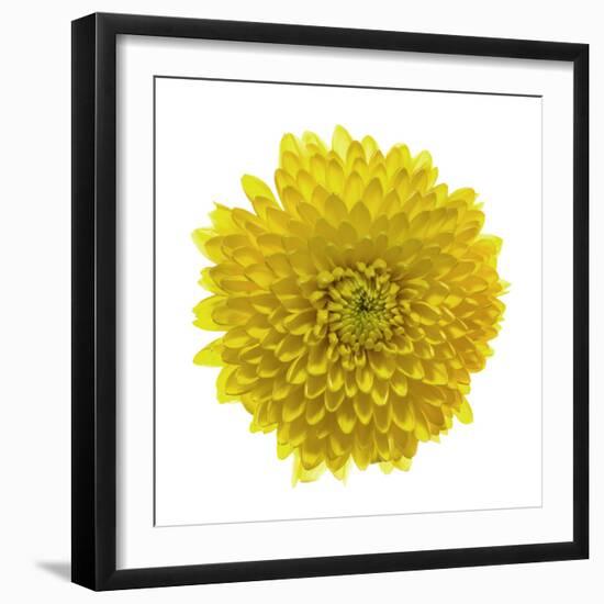 Chrysanthemums or Mums on a white background-Panoramic Images-Framed Photographic Print