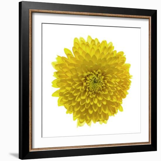 Chrysanthemums or Mums on a white background-Panoramic Images-Framed Photographic Print