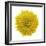 Chrysanthemums or Mums on a white background-Panoramic Images-Framed Photographic Print