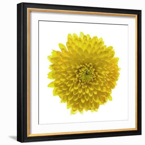 Chrysanthemums or Mums on a white background-Panoramic Images-Framed Photographic Print