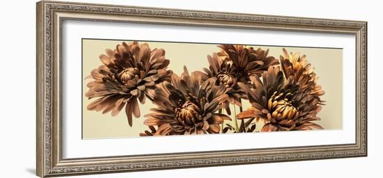 Chrysanthemums-Heidi Westum-Framed Photographic Print