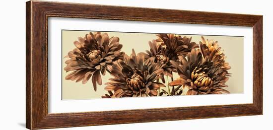 Chrysanthemums-Heidi Westum-Framed Photographic Print