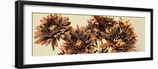 Chrysanthemums-Heidi Westum-Framed Photographic Print
