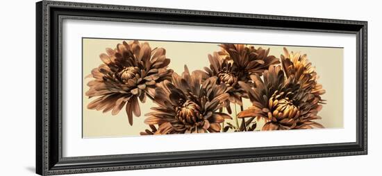 Chrysanthemums-Heidi Westum-Framed Photographic Print