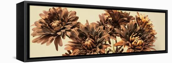 Chrysanthemums-Heidi Westum-Framed Premier Image Canvas