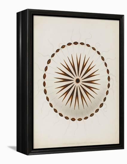 Chrysaora Hysoscella, Ilfracombe, 1856: Compass Jellyfish-Philip Henry Gosse-Framed Premier Image Canvas