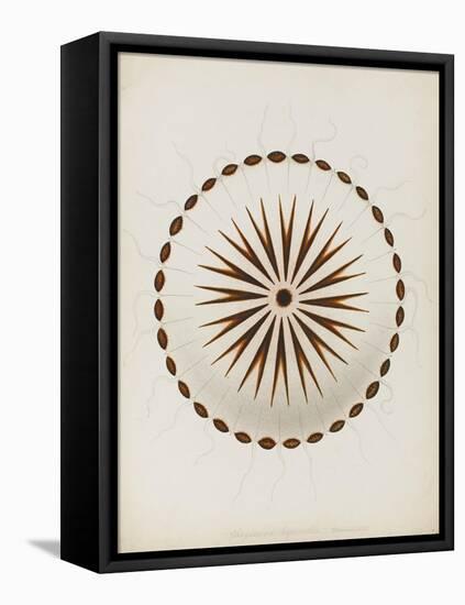 Chrysaora Hysoscella, Ilfracombe, 1856: Compass Jellyfish-Philip Henry Gosse-Framed Premier Image Canvas