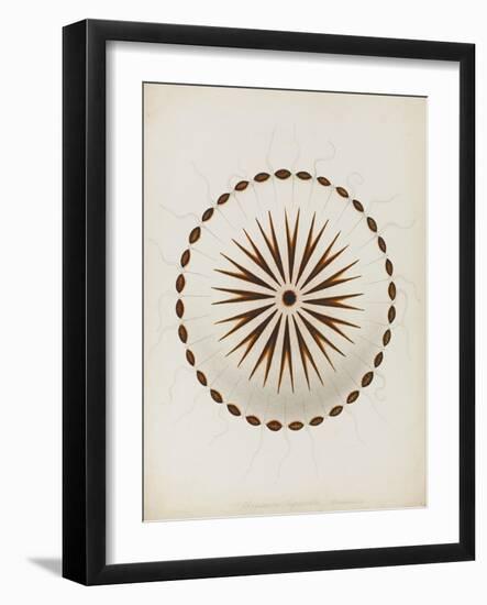 Chrysaora Hysoscella, Ilfracombe, 1856: Compass Jellyfish-Philip Henry Gosse-Framed Giclee Print