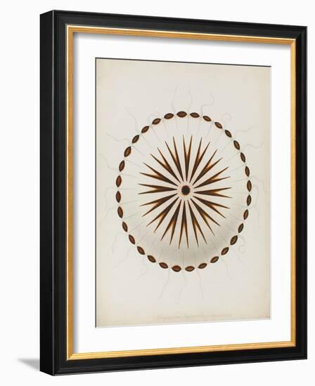 Chrysaora Hysoscella, Ilfracombe, 1856: Compass Jellyfish-Philip Henry Gosse-Framed Giclee Print