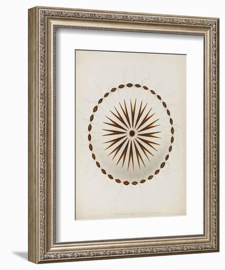 Chrysaora Hysoscella, Ilfracombe, 1856: Compass Jellyfish-Philip Henry Gosse-Framed Giclee Print