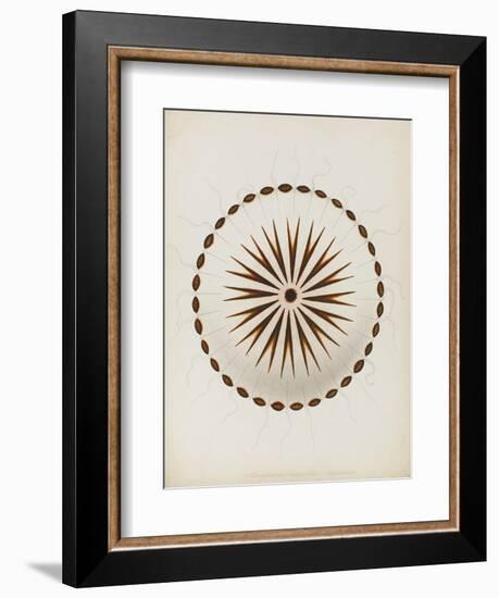 Chrysaora Hysoscella, Ilfracombe, 1856: Compass Jellyfish-Philip Henry Gosse-Framed Giclee Print