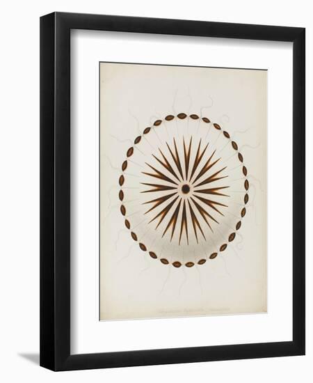 Chrysaora Hysoscella, Ilfracombe, 1856: Compass Jellyfish-Philip Henry Gosse-Framed Giclee Print