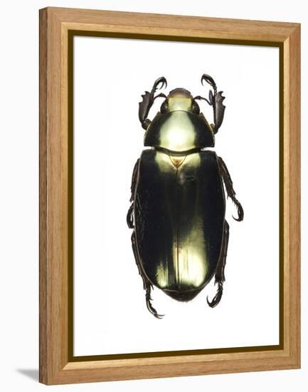 Chrysina Scarab Beetle-Lawrence Lawry-Framed Premier Image Canvas