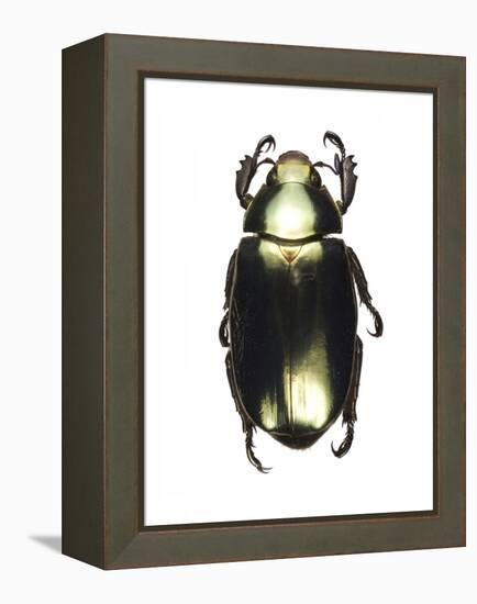 Chrysina Scarab Beetle-Lawrence Lawry-Framed Premier Image Canvas