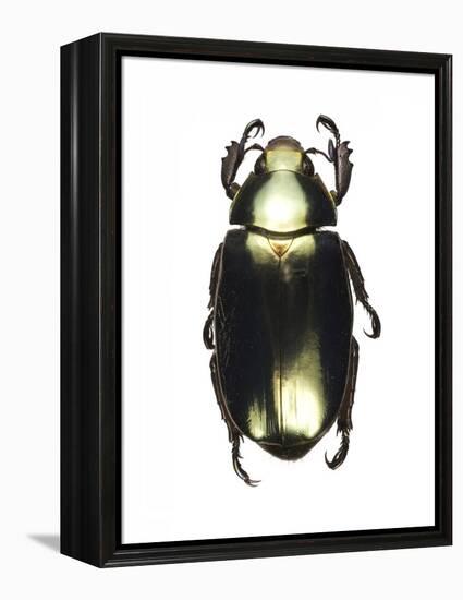 Chrysina Scarab Beetle-Lawrence Lawry-Framed Premier Image Canvas