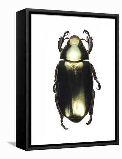 Chrysina Scarab Beetle-Lawrence Lawry-Framed Premier Image Canvas