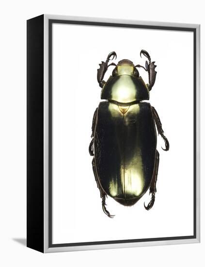 Chrysina Scarab Beetle-Lawrence Lawry-Framed Premier Image Canvas