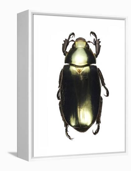 Chrysina Scarab Beetle-Lawrence Lawry-Framed Premier Image Canvas