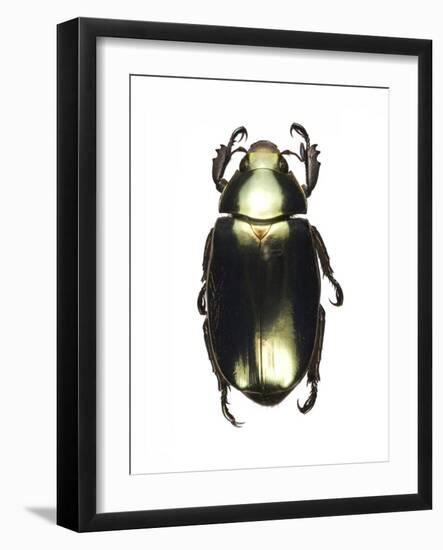 Chrysina Scarab Beetle-Lawrence Lawry-Framed Photographic Print